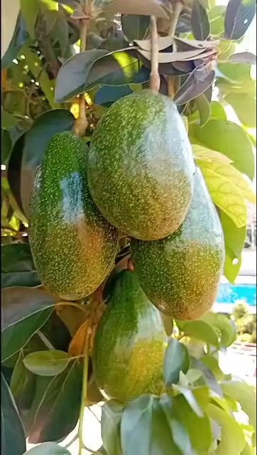 Bơ sáp Cường Thư Buôn Ma Thuột. Mua bán Đồ ăn, thực phẩm và các loại khác tại Huyện Cư M'gar Đắk Lắk được đăng bởi viet hình 1