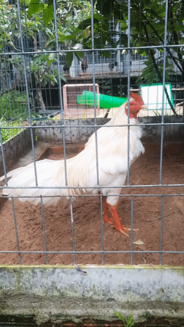 Gà chọi Vàng trắng 2.75kg. Mua bán Gà tại Huyện Cần Giuộc Long An được đăng bởi Điện Đoàn hình 1