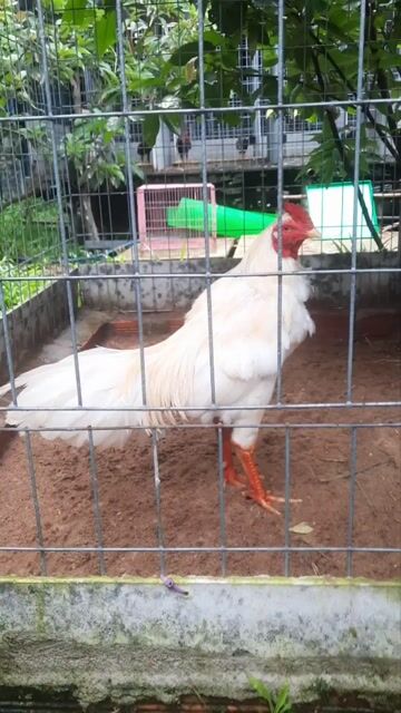 Gà chọi Vàng trắng 2.75kg. Mua bán Gà tại Huyện Cần Giuộc Long An được đăng bởi Điện Đoàn hình 1