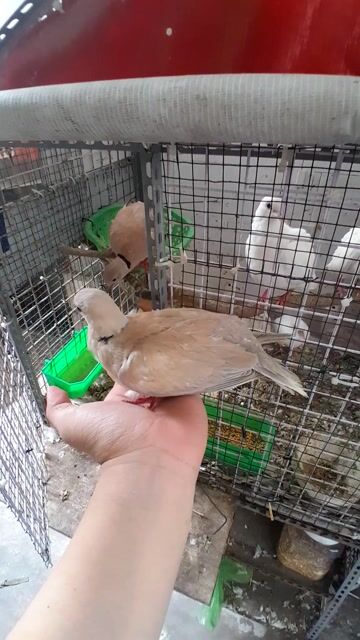 Cu cổ vòng/cu gáy pháp. Mua bán Chim tại Quận Bình Thạnh Tp Hồ Chí Minh được đăng bởi Nguyễn Văn Cảnh Hưng hình 1