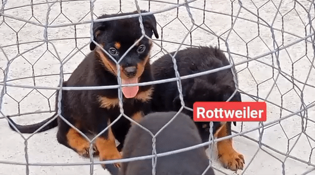 Chó Rottweiler Đen vàng Cả hai Pháp. Mua bán Chó tại Thành phố Thủ Dầu Một Bình Dương được đăng bởi Nhân Rottweiler  hình 1
