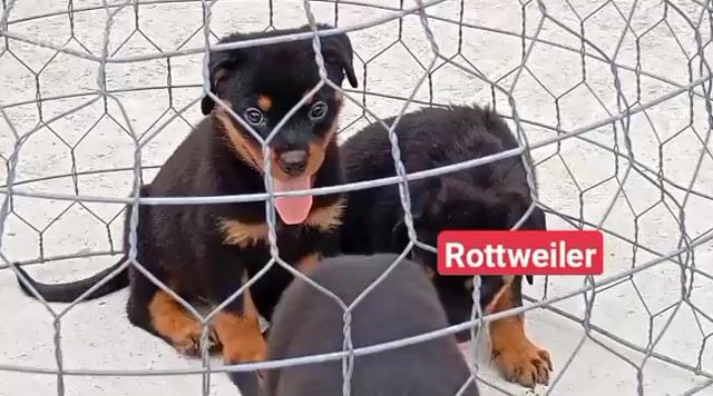 Chó Rottweiler Đen vàng Cả hai Pháp. Mua bán Chó tại Thành phố Thủ Dầu Một Bình Dương được đăng bởi Nhân Rottweiler  hình 1