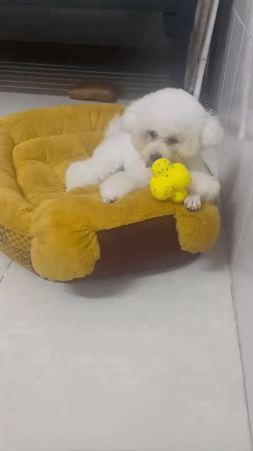Chó Bichon Cái Trắng 11 tháng đã triệt sản. Mua bán Chó tại Quận 3 Tp Hồ Chí Minh được đăng bởi Quân Đặng hình 1