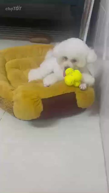 Chó Bichon Cái Trắng 11 tháng đã triệt sản. Mua bán Chó tại Quận 3 Tp Hồ Chí Minh được đăng bởi Quân Đặng hình 1
