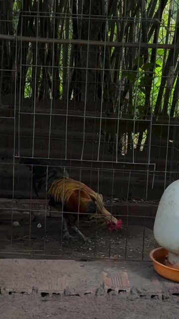 Giao lưu chó phú quốc con. Mua bán Gà tại Huyện Củ Chi Tp Hồ Chí Minh được đăng bởi Nguyễn Trúc hình 1