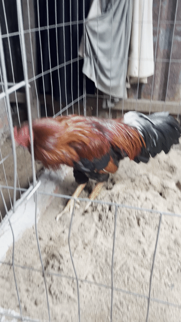 Gà chọi 2.8kg Vàng Đực. Mua bán Gà tại Huyện Châu Thành A Hậu Giang được đăng bởi Minh nhứt  hình 1
