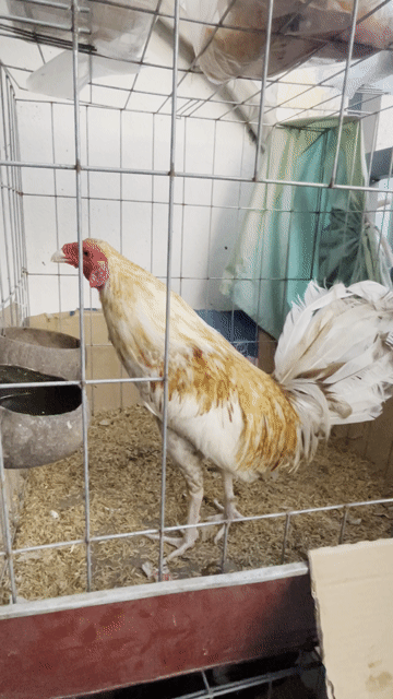 Cú mỹ chân trắng 2x về chơi liền. Mua bán Gà tại Quận 6 Tp Hồ Chí Minh được đăng bởi Ha Thanh Danh hình 1