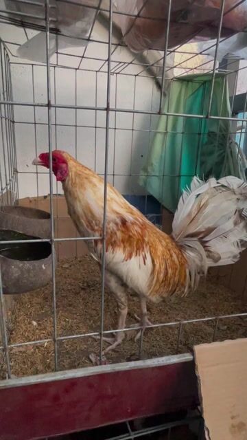 Cú mỹ chân trắng 2x về chơi liền. Mua bán Gà tại Quận 6 Tp Hồ Chí Minh được đăng bởi Ha Thanh Danh hình 1
