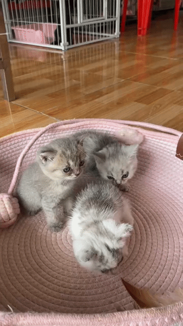 Mèo Anh lông ngắn con đã tiêm. Mua bán Mèo tại Thành phố Vĩnh Long Vĩnh Long được đăng bởi Minh Luan Huynh hình 1