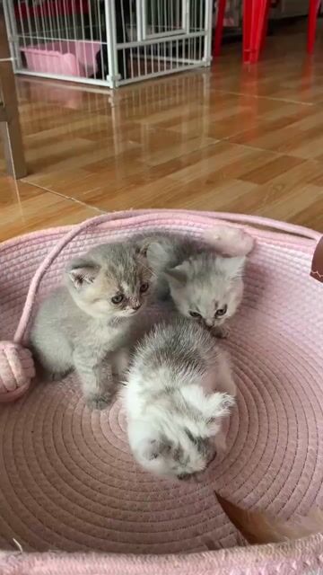 Mèo Anh lông ngắn con đã tiêm. Mua bán Mèo tại Thành phố Vĩnh Long Vĩnh Long được đăng bởi Minh Luan Huynh hình 1