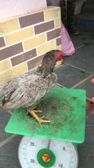 Gà tre bắc cộc xám. Mua bán Gà tại Quận Nam Từ Liêm Hà Nội được đăng bởi trần công nhất  hình 1