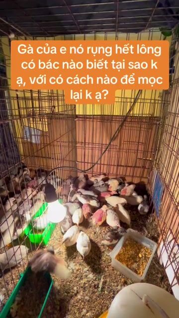 Gà rutin đang đẻ. Mua bán Chim tại Thị xã Từ Sơn Bắc Ninh được đăng bởi Ngo Thai hình 1