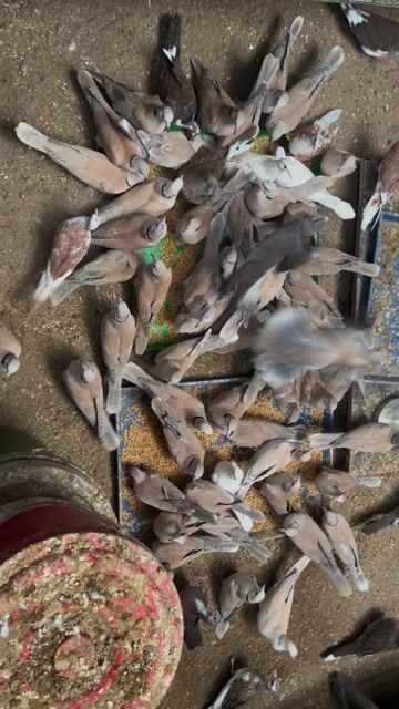 chim cu gáy pháp. Mua bán Chim tại Quận Hoàng Mai Hà Nội được đăng bởi Hùng hình 1