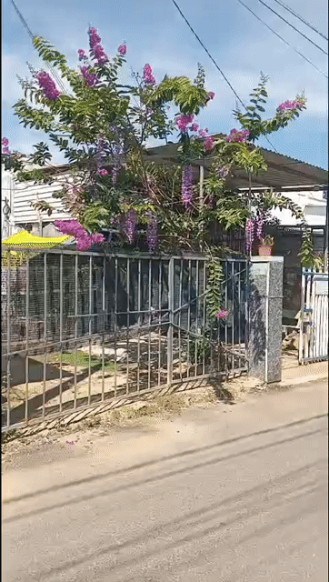 Mua bán Nhà ở Thành phố Nha Trang Khánh Hòa diện tích 202 m² giá 4,2 tỷ