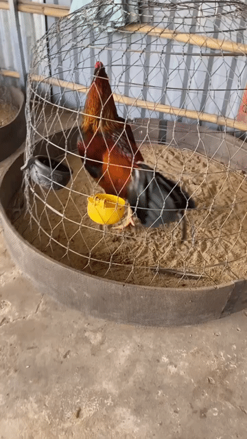 Gà chọi Điều vàng 2.5kg gà tơ. Mua bán Gà tại Huyện Kế Sách Sóc Trăng được đăng bởi Thanh Nguyễn hình 1
