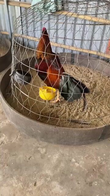 Gà chọi Điều vàng 2.5kg gà tơ. Mua bán Gà tại Huyện Kế Sách Sóc Trăng được đăng bởi Thanh Nguyễn hình 1