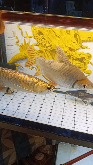 Cá Rồng trên 50cm. Mua bán Thú cưng khác tại Quận 5 Tp Hồ Chí Minh được đăng bởi Văn Tâm hình 1