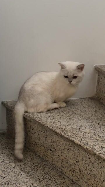 Mèo Munchkin đực Trắng. Mua bán Mèo tại Quận Ba Đình Hà Nội được đăng bởi Trang Neji hình 1