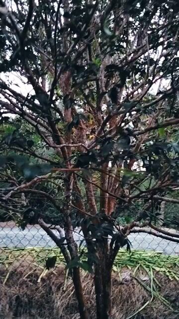 Cây cảnh Nho thân gỗ. Mua bán Cây cảnh, đồ trang trí tại Huyện Châu Thành Đồng Tháp được đăng bởi Quyến Trần hình 1