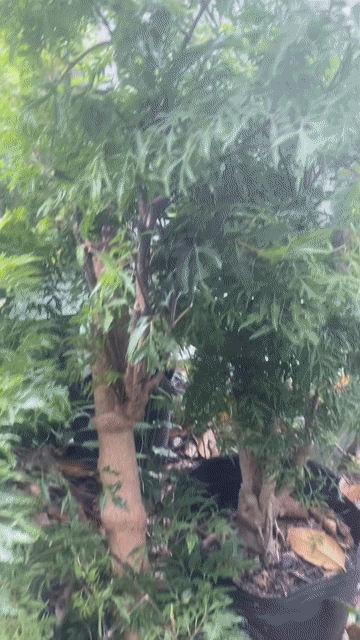 cây xạ đen ,cây  nhiều cong dụng tốt SK. Mua bán Cây cảnh, đồ trang trí tại Quận Sơn Trà Đà Nẵng được đăng bởi Dược liệu  Hoàng Gia Sơn Trà hình 1