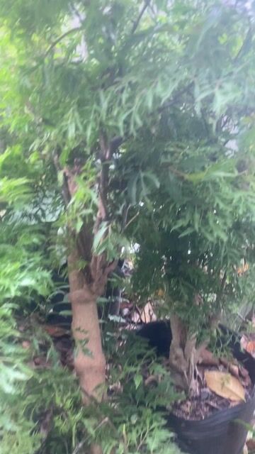 cây xạ đen ,cây  nhiều cong dụng tốt SK. Mua bán Cây cảnh, đồ trang trí tại Quận Sơn Trà Đà Nẵng được đăng bởi Dược liệu  Hoàng Gia Sơn Trà hình 1