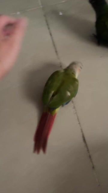 Vẹt Greencheek Pine Cái Xanh Đỏ Vàng hơn 1 tháng t. Mua bán Chim tại Quận 7 Tp Hồ Chí Minh được đăng bởi Chim vẹt nha nuôi  hình 1