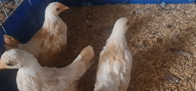 Gà cảnh Vảy cá Vàng 3 tháng tuổi. Mua bán Gà tại Quận Thốt Nốt Cần Thơ được đăng bởi Sơn hình 1