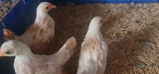Gà cảnh Vảy cá Vàng 3 tháng tuổi. Mua bán Gà tại Quận Thốt Nốt Cần Thơ được đăng bởi Sơn hình 1