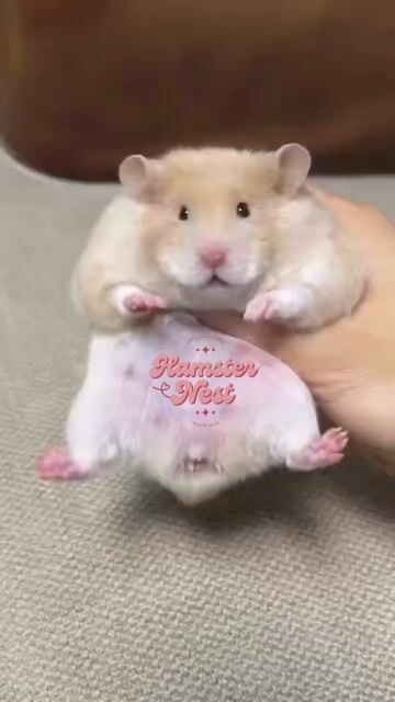 Hamster tạng to F0 lông sát. Mua bán Thú cưng khác tại Thành phố Thủ Đức Tp Hồ Chí Minh được đăng bởi Hamster Nest hình 1