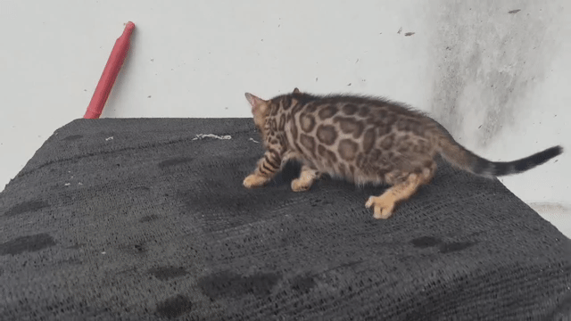 Mèo Bengal thuần chủng đực 2 tháng. Mua bán Mèo tại Quận 12 Tp Hồ Chí Minh được đăng bởi Hữu thịnh hình 1