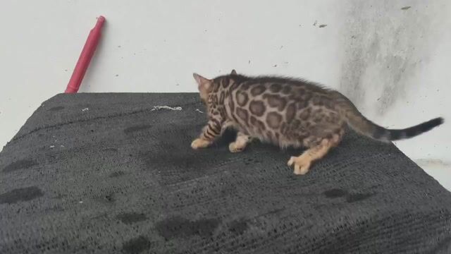 Mèo Bengal thuần chủng đực 2 tháng. Mua bán Mèo tại Quận 12 Tp Hồ Chí Minh được đăng bởi Hữu thịnh hình 1