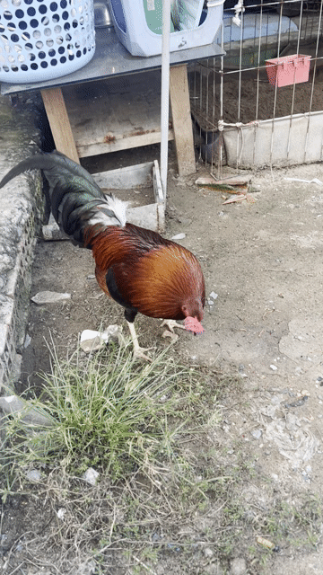 Gà mỹ. Mua bán Gà tại Huyện Bình Chánh Tp Hồ Chí Minh được đăng bởi Ón Gà Mỹ hình 1