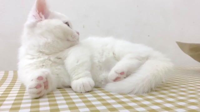 Mèo Munchkin cái 3 tháng. Mua bán Mèo tại Quận Nam Từ Liêm Hà Nội được đăng bởi Hoàng Chung hình 1