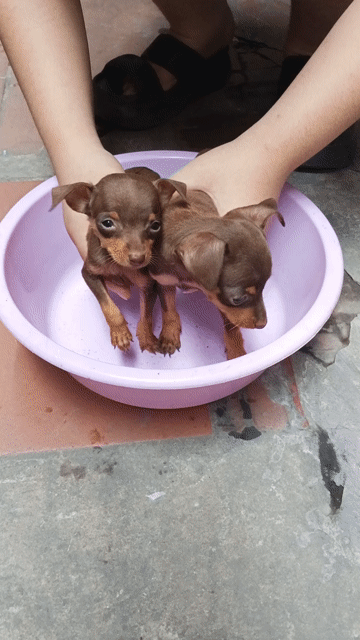 Chó Phốc hươu mini cái 2 tháng. Mua bán Chó tại Quận Hà Đông Hà Nội được đăng bởi Nguyên Anh Tuấn hình 1