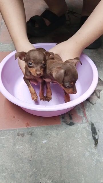 Chó Phốc hươu mini cái 2 tháng. Mua bán Chó tại Quận Hà Đông Hà Nội được đăng bởi Nguyên Anh Tuấn hình 1