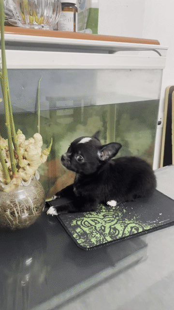 Chihuahua 2 tháng tuổi. Mua bán Chó tại Huyện Đông Anh Hà Nội được đăng bởi Hân Hân  hình 1