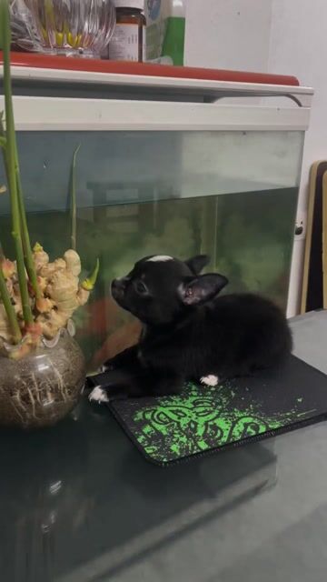 Chihuahua 2 tháng tuổi. Mua bán Chó tại Huyện Đông Anh Hà Nội được đăng bởi Hân Hân  hình 1