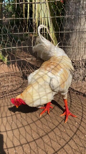 Bướm 3kg2. Mua bán Gà tại Huyện Tân Phú Đông Tiền Giang được đăng bởi Cảnh Gà TG hình 1