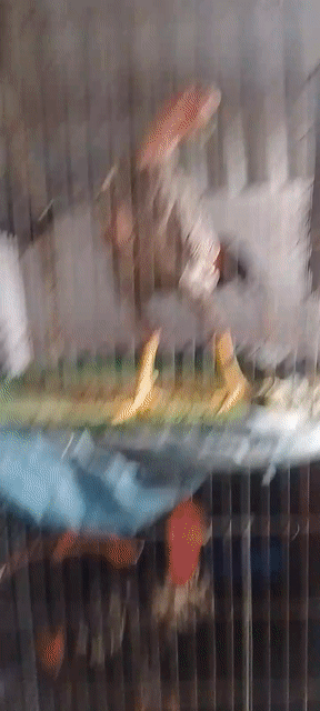 Gà Đen trắng đực 2.7kg. Mua bán Gà tại Quận Hai Bà Trưng Hà Nội được đăng bởi Hoàng Quân hình 1