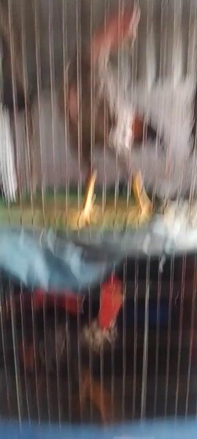 Gà Đen trắng đực 2.7kg. Mua bán Gà tại Quận Hai Bà Trưng Hà Nội được đăng bởi Hoàng Quân hình 1