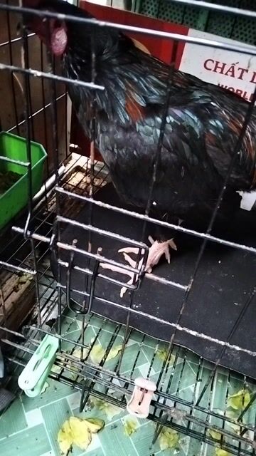 Ô que Jap mỹ 1k6 zin. Mua bán Gà tại Quận 5 Tp Hồ Chí Minh được đăng bởi Minh Ma Cam hình 1
