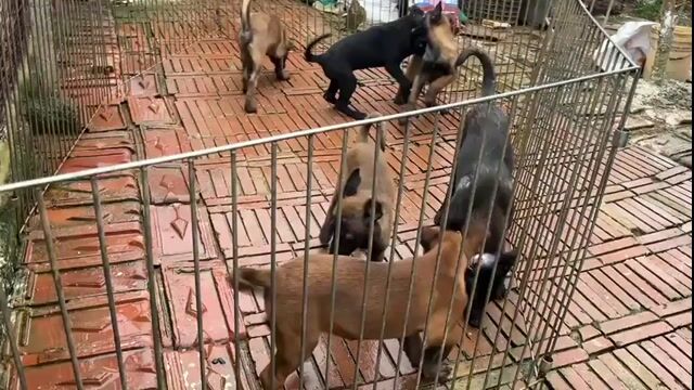 Chó Malinois Đen. Mua bán Chó tại Huyện Bình Chánh Tp Hồ Chí Minh được đăng bởi Trường Bùi nguyên hình 1