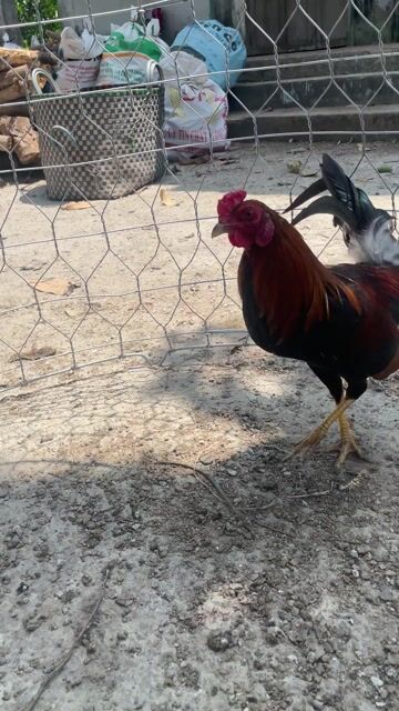 Gà Tre tơ 1kg1. Mua bán Gà tại Huyện Mang Thít Vĩnh Long được đăng bởi nhựt anh hình 1