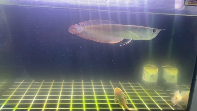 Cá rồng 25-26cm 850k. Mua bán Thú cưng khác tại Huyện Trảng Bom Đồng Nai được đăng bởi Cá rồng hình 1