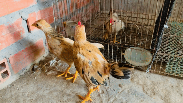 Cập tre bắc vàng bò . Mua bán Gà tại Thành phố Vĩnh Long Vĩnh Long được đăng bởi Minh Trí hình 1