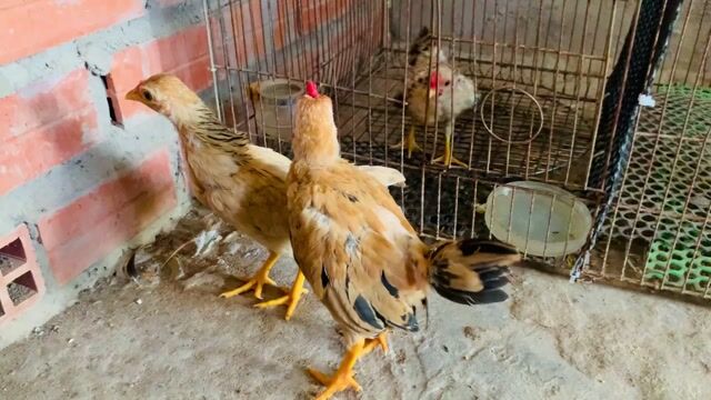Cập tre bắc vàng bò . Mua bán Gà tại Thành phố Vĩnh Long Vĩnh Long được đăng bởi Minh Trí hình 1