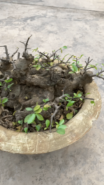 Cây duối dáng làng chậu Nâu. Mua bán Cây cảnh, đồ trang trí tại Huyện Tiên Lãng Hải Phòng được đăng bởi Lê Đức toản  hình 1