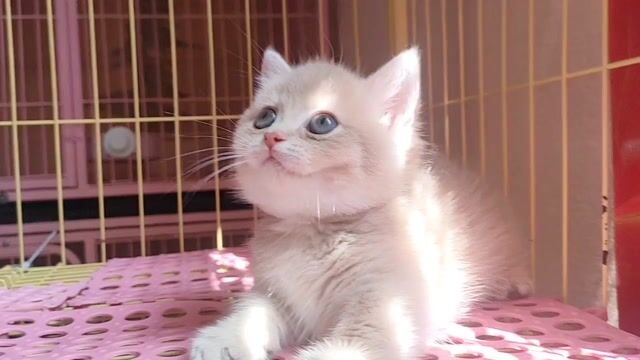Mèo Chân lùn Đực Lilac golden Lông ngắn WCF. Mua bán Mèo tại Thành phố Thuận An Bình Dương được đăng bởi Ngự Miêu hình 1