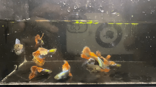 Cá Guppy Dumbo Mosaic Cặp trống - mái. Mua bán Thú cưng khác tại Thành phố Thủ Đức Tp Hồ Chí Minh được đăng bởi Lê Đào Anh Vũ hình 1