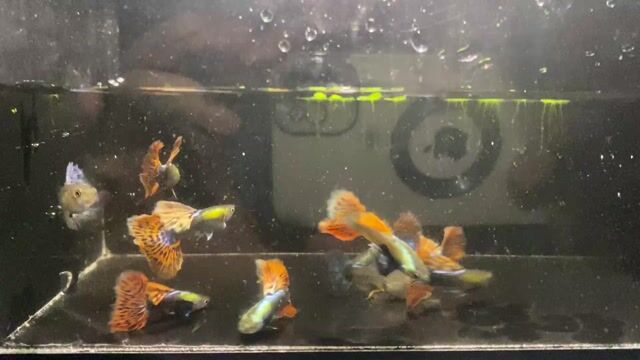 Cá Guppy Dumbo Mosaic Cặp trống - mái. Mua bán Thú cưng khác tại Thành phố Thủ Đức Tp Hồ Chí Minh được đăng bởi Lê Đào Anh Vũ hình 1